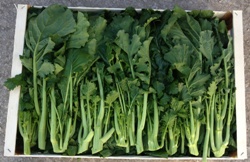 Cime di rapa