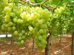 Uva da tavola bianca